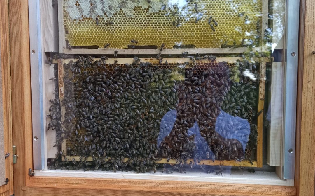 Der Schaukasten – ein „Fenster“ ins Bienenvolk