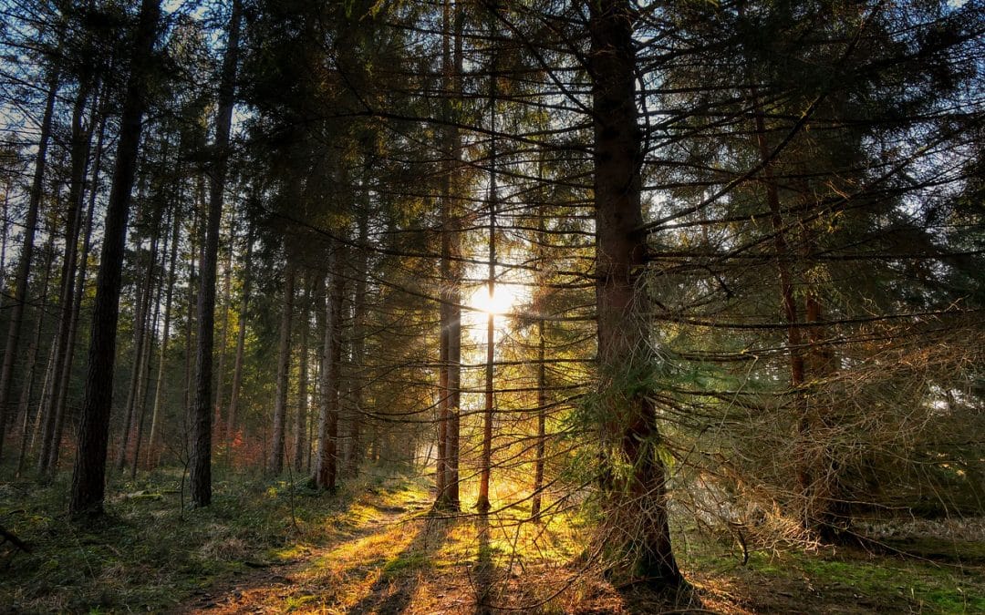 Aufarbeitungsappell für Fichtenschadholz wegen der Gefahr von Borkenkäfermassenvermehrung