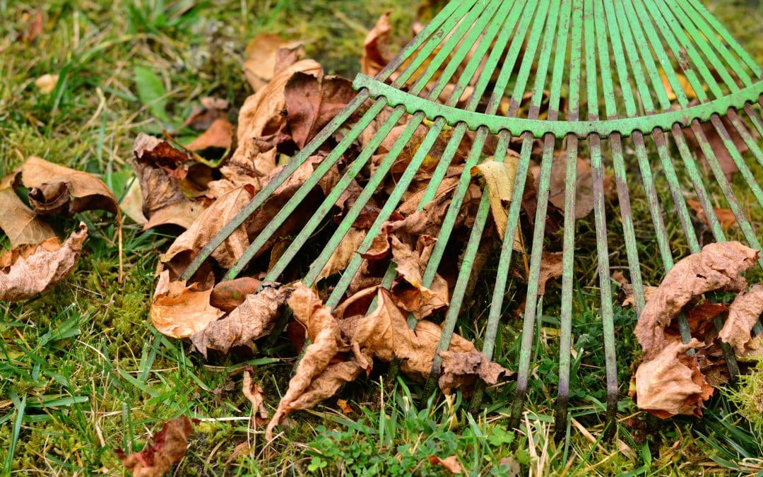 Der Herbst ist da! Wohin mit dem ganzen Laub?